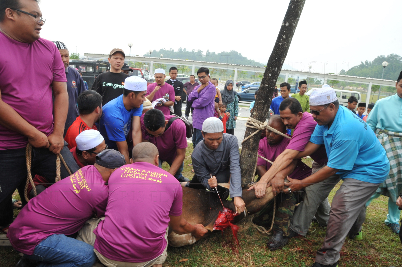 PRO15 150 KORBAN HAS 6753